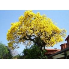 Mimoza Ağacı Acacia Dealbata 150-175  Cm