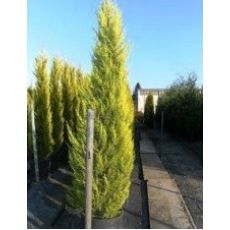 Limoni Servi Limoni Selvi Aşılı Cupressus Macrocarpa Goldcrest 175-200 Cm