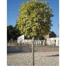 Ligüstrüm Lüküstürüm Alacalı ligustrum Japonica Excelsum Superbum Tijli 