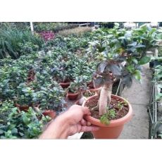 Ginseng Bonzai Bonsai İthal 30-35 Cm