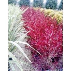 Dodenya Dodonaea viscosa Purpurea 110-120 Cm