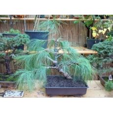 Ağlayan Çam Pinus Wallichiana 200 Cm