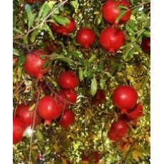 Nar Ağacı Fidanı Devedişi 220-240 Cm