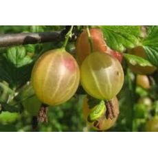Bektaşi Üzümü Ribes Sarı Meyveli Uva-Crispa  	
