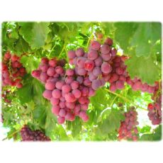 Asma Üzüm Fidanı Red Globe Grape