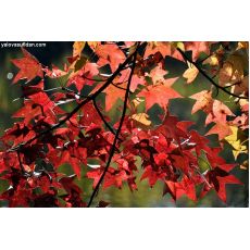 Amerikan Sığla Liquidambar Styraciflua 600-650 Cm