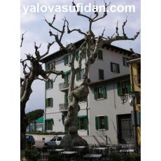 Çınar Ağacı Platanus Occidentalis 14-16 Cm Çapında