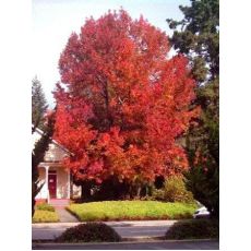 Amerikan Sığla Liquidambar Styraciflua 100-120 Cm