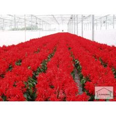 Ateş Çiçeği Kırmızı Çiçekli Salvia Splendens 45 Adet Fiyatımızdır