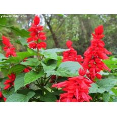 Ateş Çiçeği Kırmızı Çiçekli Salvia Splendens 45 Adet Fiyatımızdır