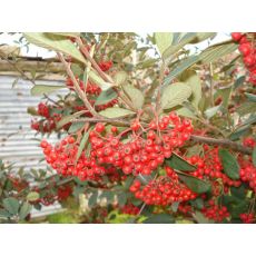 Kotonester Dağ Muşmulası Cotoneaster Franchetti 50-70 Cm