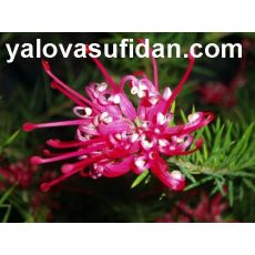 Gravilla Koyu Pembe Çiçekli Gravillea Rosmarinifolia 40-60 Cm