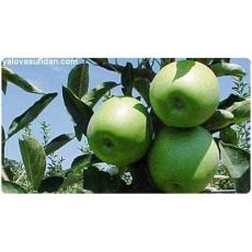 Elma Fidanı Granny Smith Gransimit 120-140 Cm