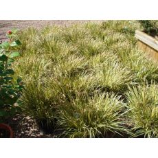 Karex Carex Morrowıı Aurea Variegate 20-25 Cm Çapı