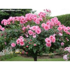 Baston Gül Standard Roses 120-140 Cm