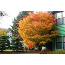 japon Akçaağacı Acer palmatum sango kaku 140-160 Cm