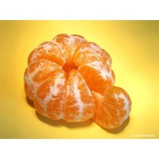 Mandalina Fidanı Meyve verir durumda 140-160 Cm