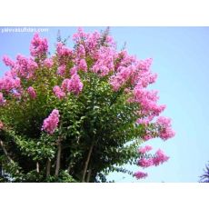 Oya Fidanı Ağacı Lagerstromia İndica 5-7 çap 200-220 cm