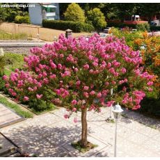 Oya Ağacı Fidanı Lagerstromia İndica 10-12 çap 130-150 cm