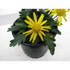 Sarı Papatya Çiçeği Euryops Pectinatus 15 Cm Çapı