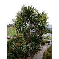 Kordilin Cordyline Australis 40-50 Cm