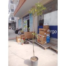 Limon Fidanı Parmak Limon 175-200 Cm