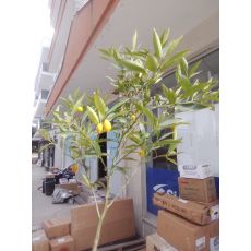 Limon Fidanı Parmak Limon 175-200 Cm