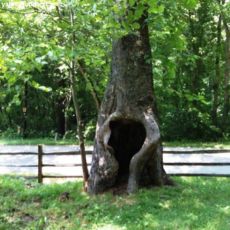 Çınar Ağacı Platanus Occidentalis 16-18 Cm Çapında