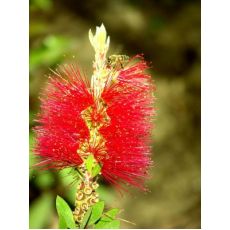 Fırça Çalısı Callistemon Leavis 80-100 CM