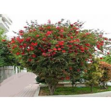 Fırça Çalısı Callistemon Leavis  100-120 Cm