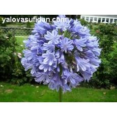 Agapanthus Afrika Zambağı Lila Çiçekli Agapanthus umbellatus 30-50 Cm