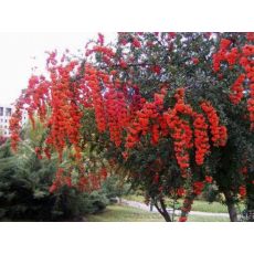 Ateş Dikeni Fidanı Pyracantha Coccinea 100-120 Cm