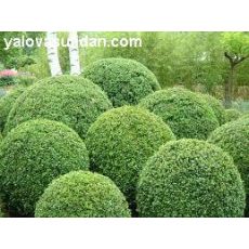 0smanlı Top Şimşir Buxus Sempervirens 15 Cm Çapı