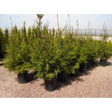 batı ladini İthal Picea Abies 150-175 Cm