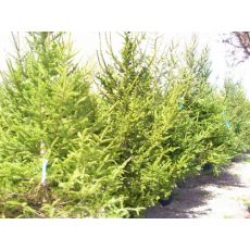 Batı Ladini Picea Abies 250-300 Cm