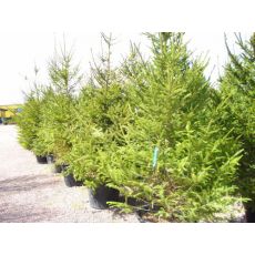 Batı Ladini İthal Picea Abies 300-350 Cm extra