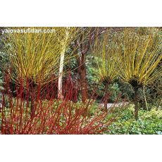 Süs Kızılcığı Sarı Gövdeli Cornus Alba Sibirica 30-35 Cm