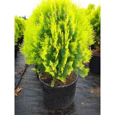 Altuni Top Mazı Thuja Orientalis Aurea 40-50 cm çapında