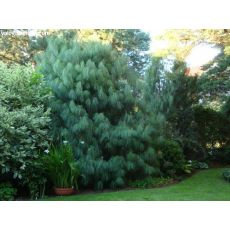 Ağlayan Çam Pinus Wallichiana 200 Cm