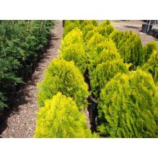 Altuni Top Mazı Thuja Orientalis Aurea 40-50 cm çapında