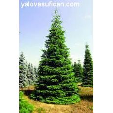 Batı Ladini Picea Abies 90-110 Cm