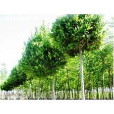 Defne Ağacı Fidanı Tijli Top Laurus Nobilis 175 Cm