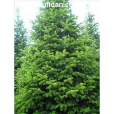 Yılbaşı Ağacı Doğu Karadeniz Göknarı Köknarı Abies nordmanniana 40-60 Cm