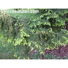 Doğu Ladini Picea Orientalis 110-130 cm