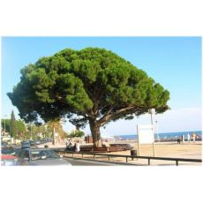 Fıstık Çam Pinus Pinea 100-110 Cm