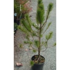 Fıstık Çam Pinus Pinea 100-110 Cm
