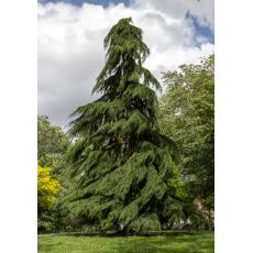 Himalaya Sediri Cedrus Deodora 