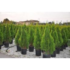 Altuni Piramit Mazı Thuja Orientalis Pyramidalis 200 Cm 