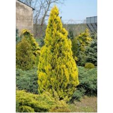 Altuni Piramit Mazı Thuja Orientalis Pyramidalis Aurea 120-140 Cm