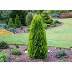 Altuni Piramit Mazı Aşılı Thuja Orientalis Pyramidalis Aurea 30-40 Cm